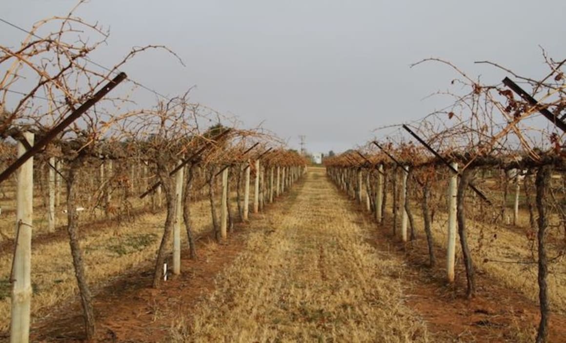 Mildura rural market faced with changing global macroecon...